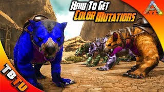 BEST WAY TO GET COLOR MUTATIONS ARK Mutation Guide E1  Ark Survival Evolved [upl. by Terencio47]