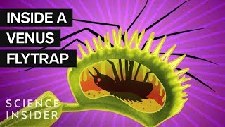 Whats Inside A Venus Flytrap [upl. by Maharg]