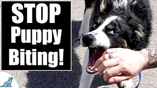 Your Complete Guide To STOP Puppy Biting [upl. by Linnell]