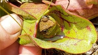 Carnivorous Plant Eats Frog Alive [upl. by Leinad]