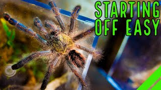 Top 10 Beginner Tarantulas YOU Overlooked [upl. by Darn13]