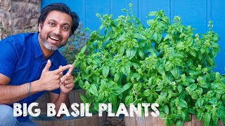 5 Tips to Grow Big Bushy Basil Plants [upl. by Edra]