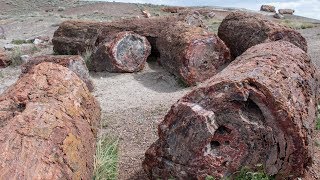 How to Visit Petrified Forest National Park [upl. by Elyrad730]