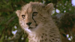 Cheetah Cub Attacked By Vicious Warthog  BBC Earth [upl. by Nasia]