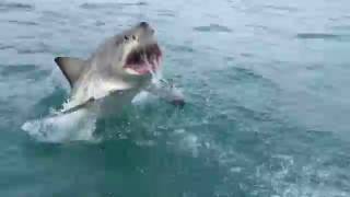 Great White Shark Breaching [upl. by Weyermann]