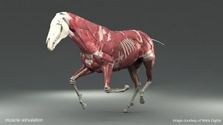 Weta Digital Horse FEM Simulation [upl. by Aznola143]