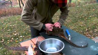 From Field to Table How to Clean a Pheasant [upl. by Nydia266]