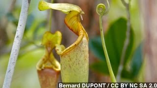 How Carnivorous Pitcher Plants Trap Their Prey [upl. by Ritchie]