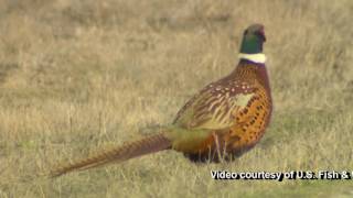 Ringnecked pheasant [upl. by Swithin]