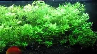 Hygrophila polysperma [upl. by Aij]