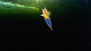 Rare Sea Angel Spotted Off Russian Coast [upl. by Budde]