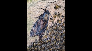 Deathshead Hawkmoth with bees [upl. by Merill]