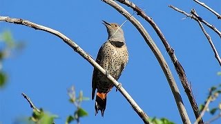 Northern Flicker Calling  British Columbia Birds [upl. by Consolata]