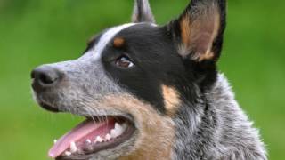 How to train a blue heeler easely by yourself [upl. by Balcer]