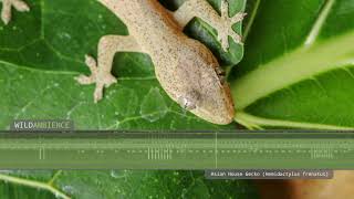 Asian House Gecko  Sounds [upl. by Aniela]