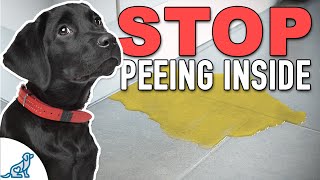 Stop Accidents Indoors With THIS Puppy Potty Training Plan [upl. by Oruntha349]