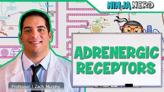 Neurology  Adrenergic Receptors [upl. by Lenee219]