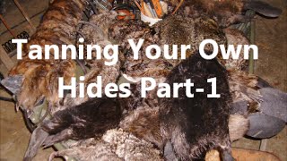 Tanning Your Own Hides Part1 [upl. by Metcalf]