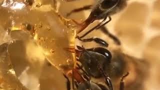 How Bees Eat A Honey   Close Up Video [upl. by Gelb]