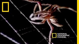 Spider Kills Bat  National Geographic [upl. by Petra]