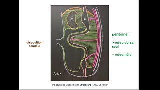 Anatomie générale du système digestif 1 [upl. by Orferd]