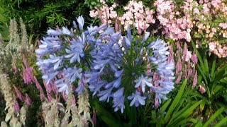 How to dead head Agapanthus [upl. by Eardnoed]