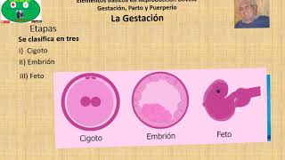 Gestación en Bovinos Parte 1 Generalidades y Etapas [upl. by Ahsekan645]