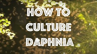 How To Culture Daphnia Magna [upl. by Amaryllis472]