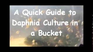 How to culture daphnia outside [upl. by Kcirdehs210]