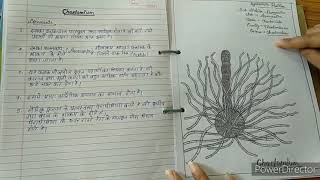 Botany practical file Bsc 1st year [upl. by Scever]