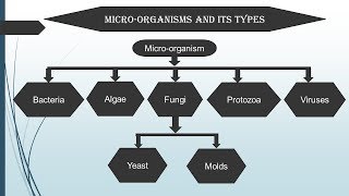 Introduction to Microbiology in Hindi  Microbiology with Sumi [upl. by Gensler151]