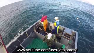 Fishing videopesca de palangre de fundo Açores  Longline fishing in Azores islandsفيديو الصيد [upl. by Anaik485]