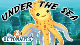 Octonauts  Under The Sea  Cartoons for Kids  Underwater Sea Education [upl. by Zigmund]