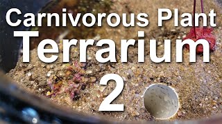 Growing Carnivorous Plants E2 Planting the Terrarium [upl. by Lorrayne]