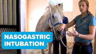 Equine Training Nasogastric Intubation [upl. by Zipporah]