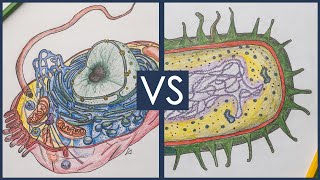 Prokaryotes vs Eukaryotes  Biology Tutorial [upl. by Htabmas]