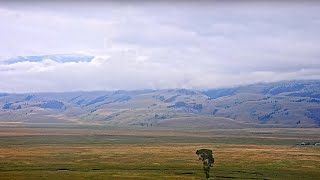 National Museum of Wildlife Art  Live Elk Refuge [upl. by Adran354]