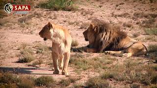 Captivebred Lions Released into the Wild [upl. by Tiertza]