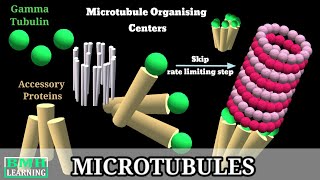 Microtubules  Microtubule Structure amp Function  Microtubules Assembly Microtubule Polymerisation [upl. by Nos965]