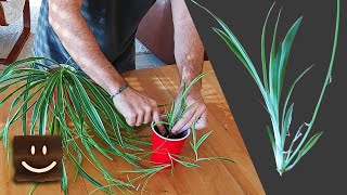 Spider Plant Propagation  Simple and Straightforward [upl. by Landes]