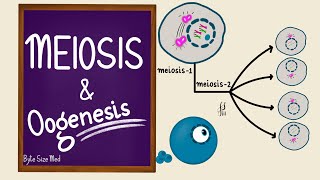 Meiosis  Oogenesis  Gametogenesis  Human Embryology  Reproductive Physiology [upl. by Ewall]