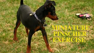 Miniature Pinscher Exercise Needs and Ideas [upl. by Ursulina]