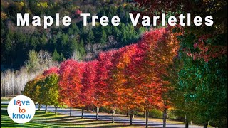 How To Identify Maple Tree Varieties [upl. by Porush]