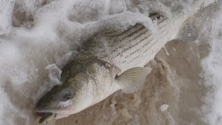 Surf Fishing for Stripers  The Beach Lip [upl. by Buehler]