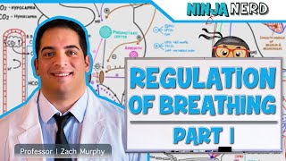 Respiratory  Regulation of Breathing Respiratory Centers Part 1 [upl. by Ahsikyw]