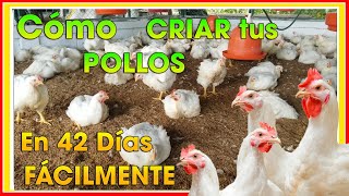 CÓMO criar POLLOS de engorde en 42 días ǀ Ing Jannin Hernández Blandón [upl. by Anwaf663]