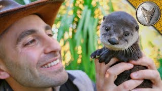 Cutest Baby Otter EVER [upl. by Rudin]