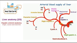 Liver anatomy  Hepatic artery proper  Origin course and branches of hepatic artery [upl. by Trudi]