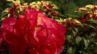 Amaranthus tricolor a towering beauty [upl. by Adrienne819]