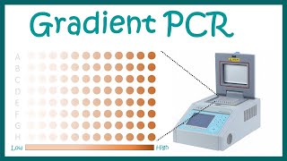 Gradient PCR [upl. by Suoicserp]